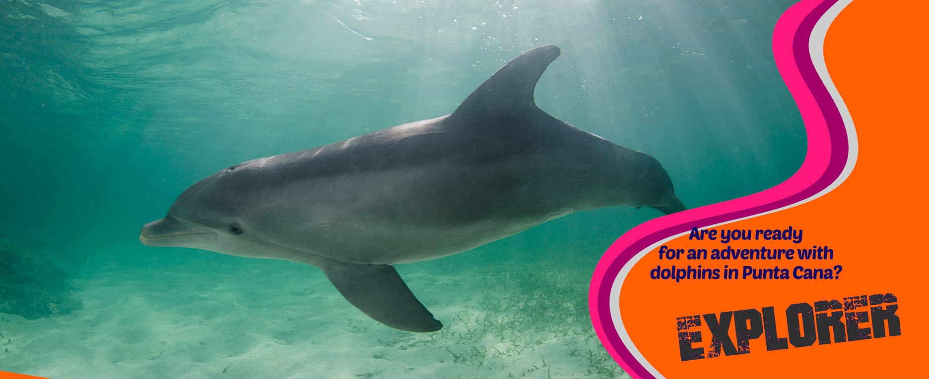 Dolphin Explorer